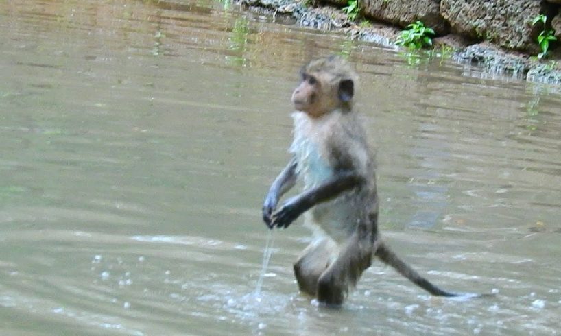 Amazing Monkey! After raining Monkey play water happy,Wild Animals