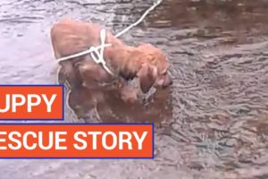 Amazing Puppy River Pet Rescue Video 2016 | Daily Heart Beat
