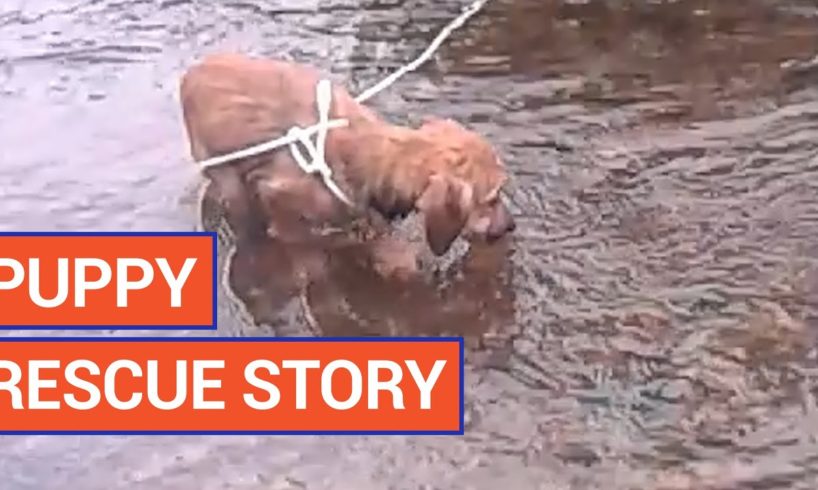 Amazing Puppy River Pet Rescue Video 2016 | Daily Heart Beat