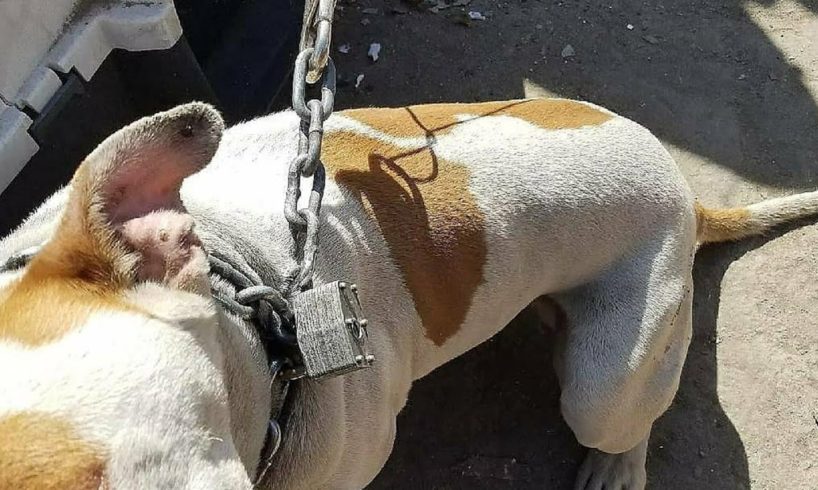 Amazing Transformation of Chained-Up Pitbull After Rescued