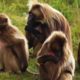An Educational Video About Monkey Sex | National Geographic