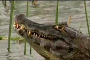 Anacondas and Caimans : Duel Deep in the Marshes - animal fights (english version)