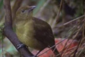 Animal Behaviour of the Australian bowerbird | David Attenborough | BBC wildlife