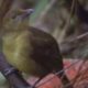 Animal Behaviour of the Australian bowerbird | David Attenborough | BBC wildlife