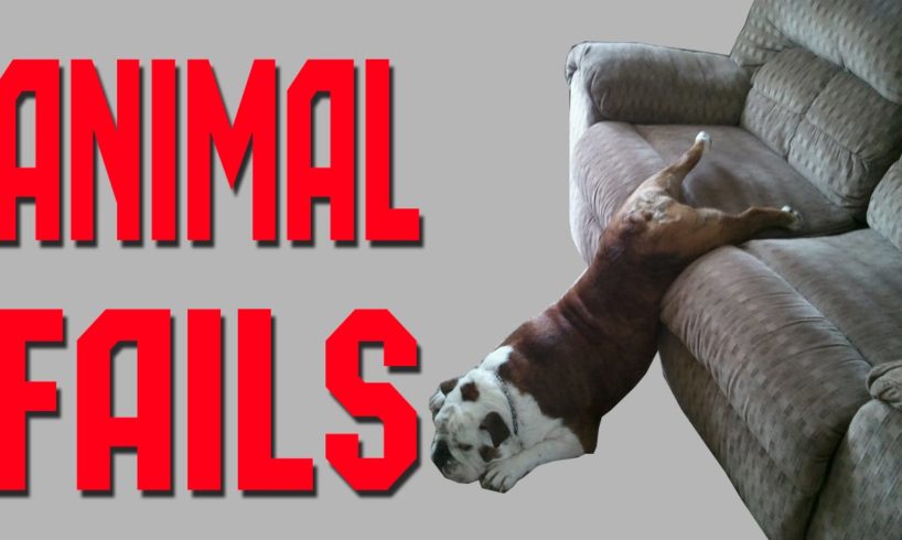 Animal Fails of the Week 1 June 2016 - Animal Fail Videos - Animal Fails Compilation 2016