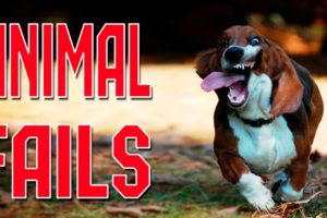 Animal Fails of the Week 3 May 2016 - Animal Fail Videos - Animal Fails Compilation 2016