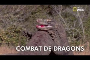 Animal Fight Club | Combat de 2 dragons de Komodo