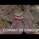 Animal Fight Club | Combat de 2 dragons de Komodo