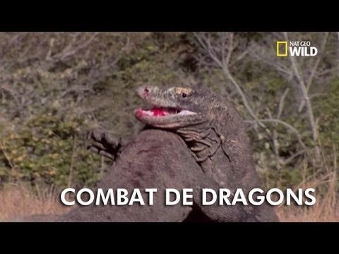 Animal Fight Club | Combat de 2 dragons de Komodo