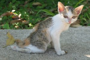 Animal Health : Rescue Poor Kitten With Disability Back Legs Want to Run | Animal in Crisis