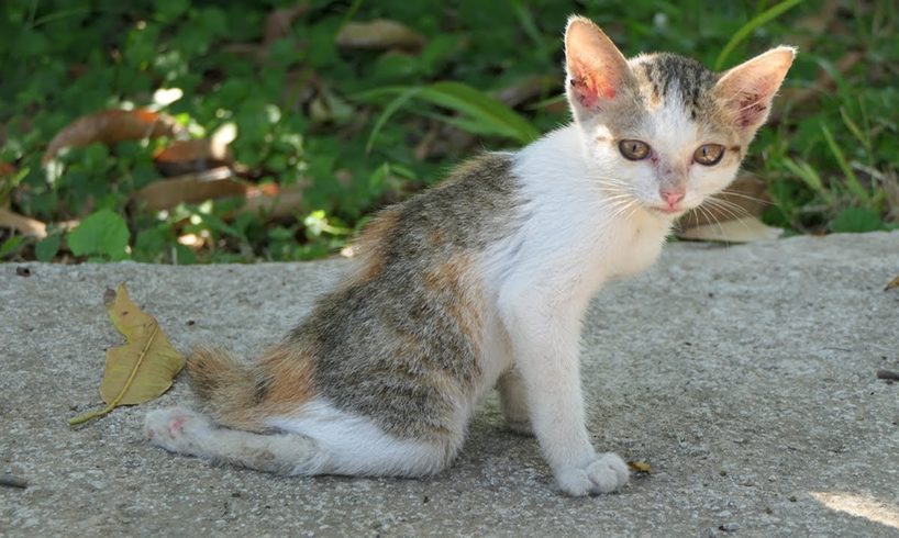 Animal Health : Rescue Poor Kitten With Disability Back Legs Want to Run | Animal in Crisis