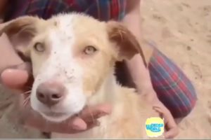 Animal RESCUES -   Amazing people Helping And Rescuing Animals   Compilation 2018