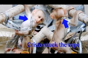 Animal Rescued Baby Stuck The Neck With The Rope For 2019 / How Mama Crystal Rescued Baby Cristo ?