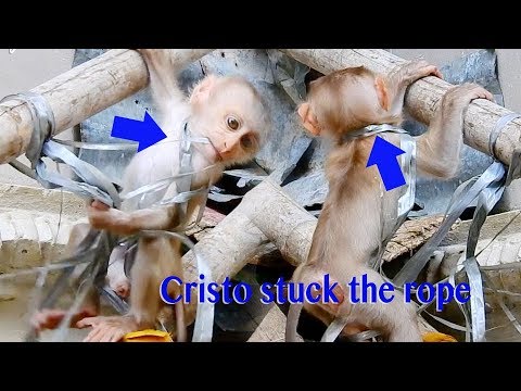 Animal Rescued Baby Stuck The Neck With The Rope For 2019 / How Mama Crystal Rescued Baby Cristo ?