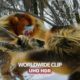 Animal fights: Snub-nosed snow monkeys fight ? | Seven Worlds, One Planet - BBC Earth