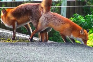 Animal matings video hd  Animal sex video  Funny animals  Part