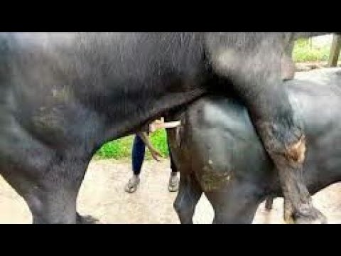 Animal sex|buffalo sex|animals sex|animal breeding|