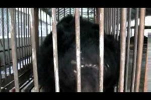 Animals Asia - 13 farmed bears rescued!