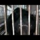 Animals Asia - 13 farmed bears rescued!