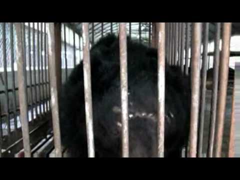 Animals Asia - 13 farmed bears rescued!