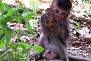 Animals Monkey, baby monkey sika and family play new day every day post by popular daily