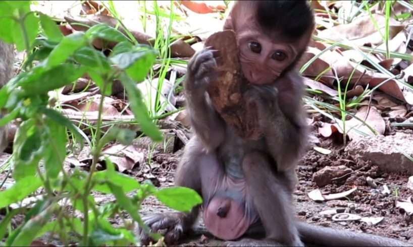 Animals Monkey, baby monkey sika and family play new day every day post by popular daily