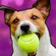 Animals Playing Sports | Trained Pet Videos | That Pet Life