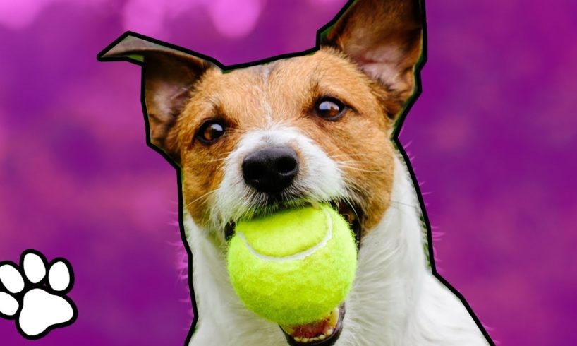 Animals Playing Sports | Trained Pet Videos | That Pet Life