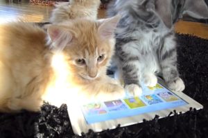 Animals Playing on iPads Compilation - Funny & Cute