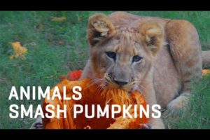 Animals SMASH Halloween Pumpkins