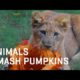 Animals SMASH Halloween Pumpkins