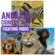 Animals fight and comedy Amazing video