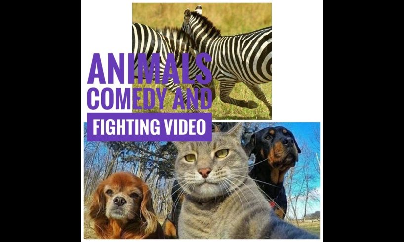 Animals fight and comedy Amazing video