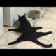 Animals, funniest and most amusing creatures on Earth - Super funny animal compilation