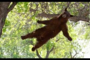 Animals on the trampoline.