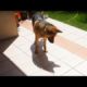 Animals reactions of shadows - Funny animal compilation