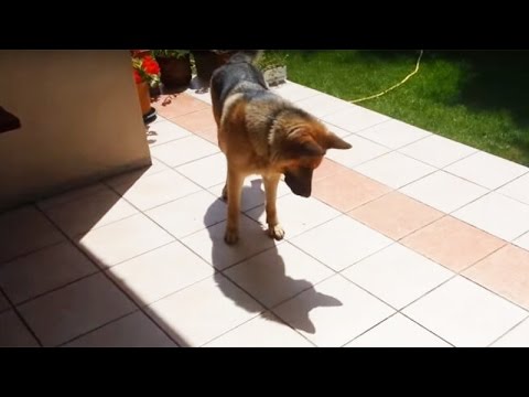 Animals reactions of shadows - Funny animal compilation