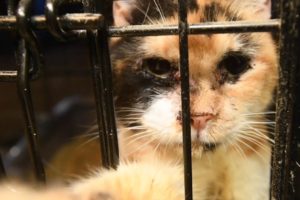 Animals rescued from large-scale alleged neglect situation