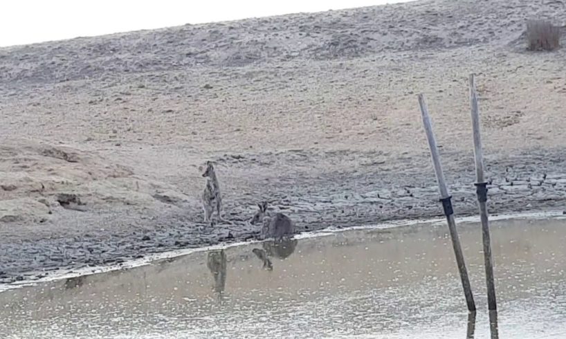 Australian Family Rescue Kangaroo Trapped in Mud