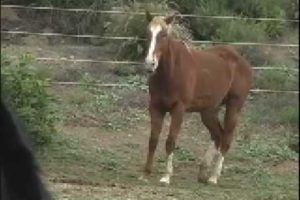 BIG Heart Ranch - Malibu, California - Rescued Animals and Humans Saving Each Other's Lives . . .