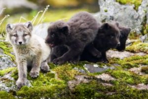 Baby Arctic foxes and other European animals | Top 5 | BBC Earth