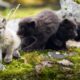 Baby Arctic foxes and other European animals | Top 5 | BBC Earth