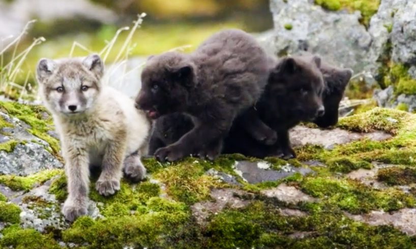 Baby Arctic foxes and other European animals | Top 5 | BBC Earth