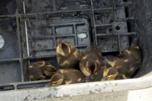 Baby Ducks Rescued from Storm Drain