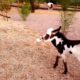 Baby miniature donkey plays with a teddy bear [cute animals doing funny things] cutest animals ever