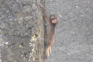 Baby monkey climbing : Baby Animal Video