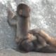 Baby monkeys are playing : Baby Animal Video