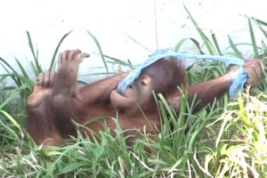 Baby orangutan playing with vinyl : Baby Animal Video