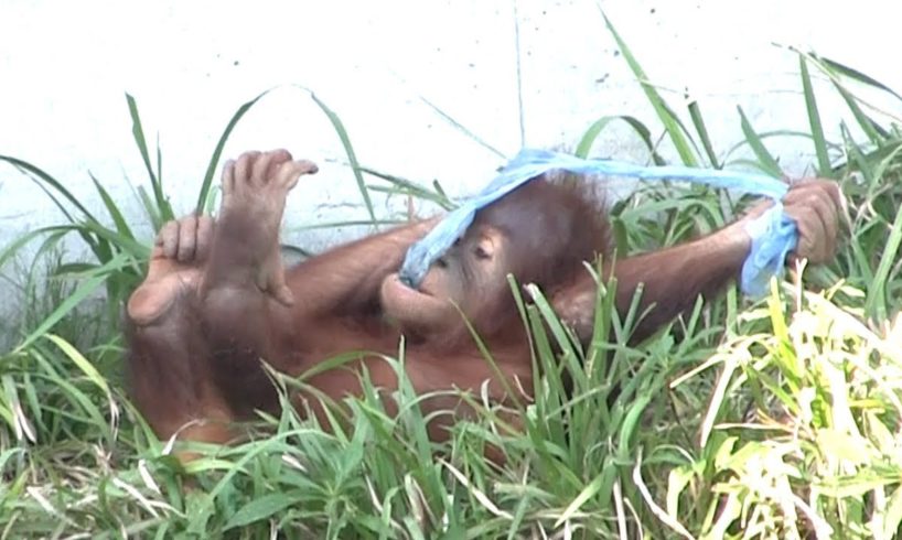 Baby orangutan playing with vinyl : Baby Animal Video
