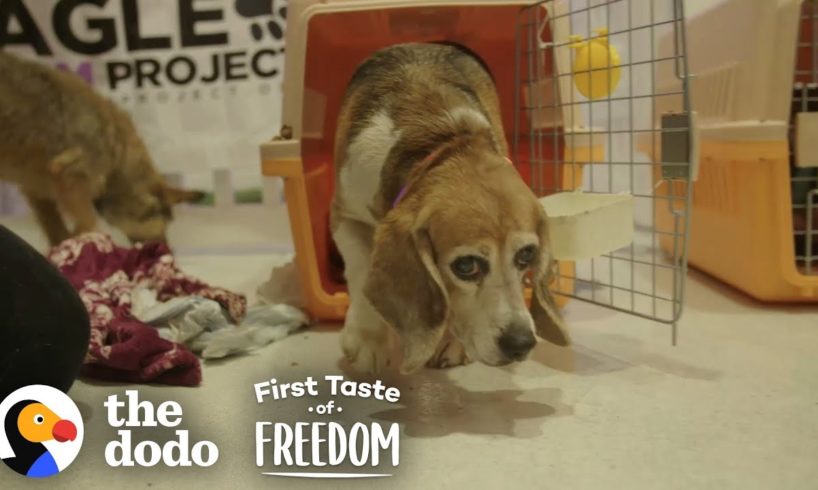 Beagle Who Spent Years In A Lab Cage Finally Gets A Family | The Dodo First Taste Of Freedom